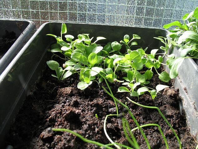 Valerianella locusta cv. Coquille de louviers - Lambs lettuce, ground lettuce, rabbit lettuce, canonigo - Image 4
