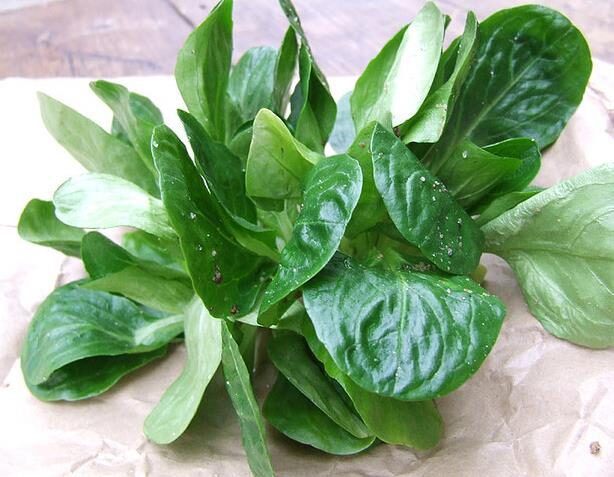 Valerianella locusta cv. Coquille de louviers - Lambs lettuce, ground lettuce, rabbit lettuce, canonigo - Image 7