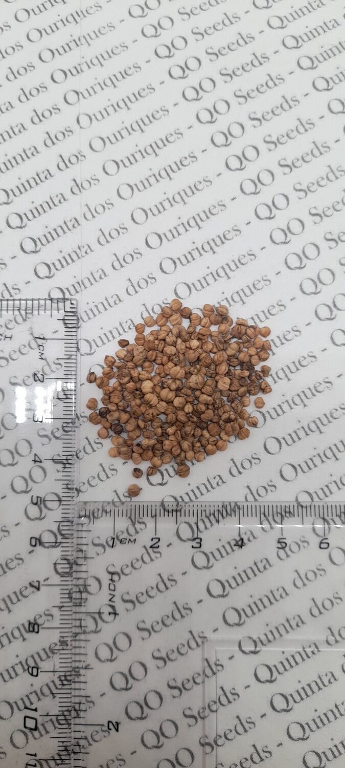 Valerianella locusta cv. Coquille de louviers - Lambs lettuce, ground lettuce, rabbit lettuce, canonigo - Image 11