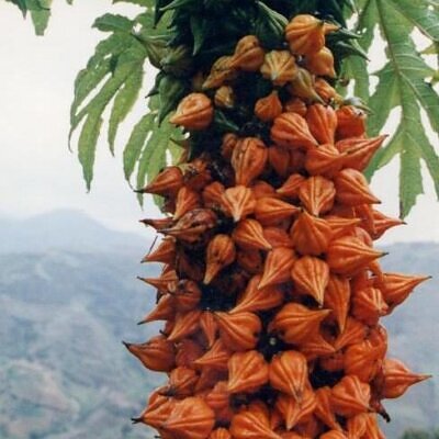 Carica weberbaueri / Vasconcellea weberbaueri - Maushán, Papaya