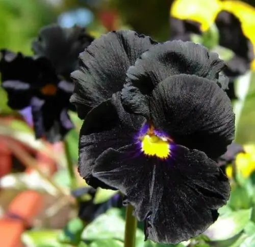 Viola x Wittrockiana ‘Clear Crystals Black’ - Perfect Love Black Crystals, Black Perfect Love