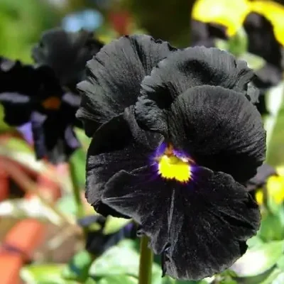 Viola x Wittrockiana ‘Clear Crystals Black’ - Perfect Love Black Crystals, Black Perfect Love
