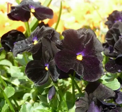 Viola x Wittrockiana ‘Clear Crystals Black’ - Perfect Love Black Crystals, Black Perfect Love - Image 3