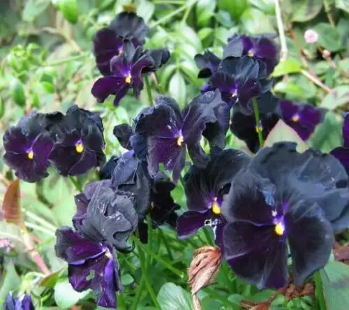 Viola x Wittrockiana ‘Clear Crystals Black’ - Perfect Love Black Crystals, Black Perfect Love - Image 4