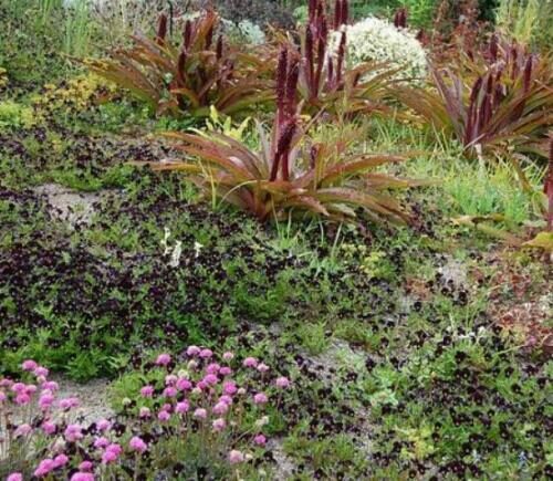 Viola x Wittrockiana ‘Clear Crystals Black’ - Perfect Love Black Crystals, Black Perfect Love - Image 5