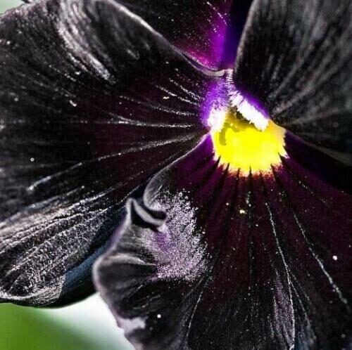 Viola x Wittrockiana ‘Clear Crystals Black’ - Perfect Love Black Crystals, Black Perfect Love - Image 6