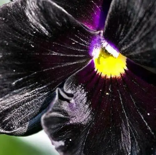 Viola x Wittrockiana ‘Clear Crystals Black’ - Perfect Love Black Crystals, Black Perfect Love - Image 6