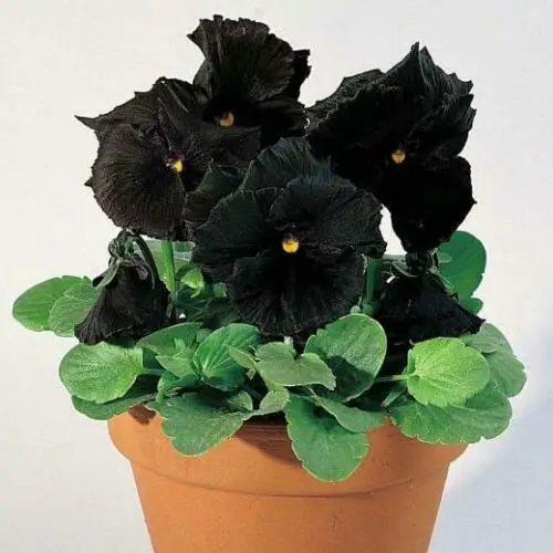 Viola x Wittrockiana ‘Clear Crystals Black’ - Perfect Love Black Crystals, Black Perfect Love - Image 7