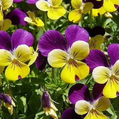 Viola cornuta 'Johnny Jump-Up' - Violet, Horned Pansy, Horned Violet
