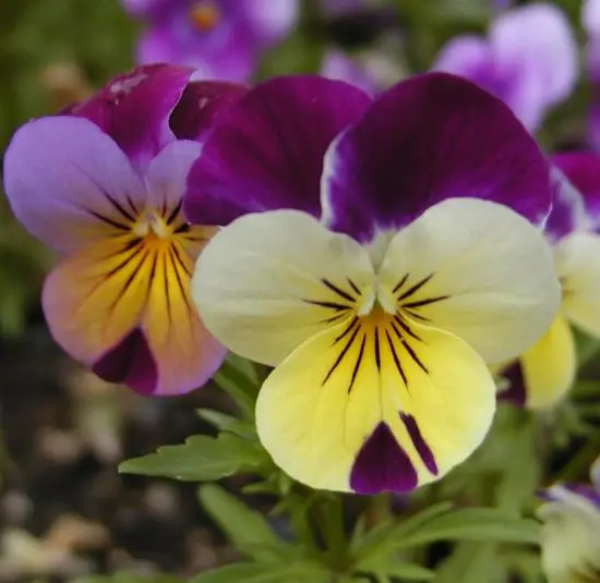 Viola cornuta 'Johnny Jump-Up' - Violet, Horned Pansy, Horned Violet - Image 2