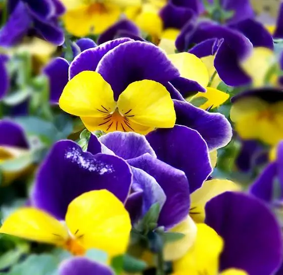 Viola cornuta 'Johnny Jump-Up' - Violet, Horned Pansy, Horned Violet - Image 3