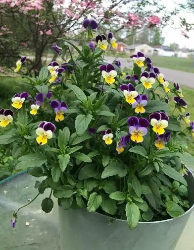 Viola cornuta 'Johnny Jump-Up' - Violet, Horned Pansy, Horned Violet - Image 4