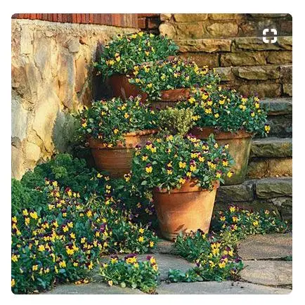 Viola cornuta 'Johnny Jump-Up' - Violet, Horned Pansy, Horned Violet - Image 5