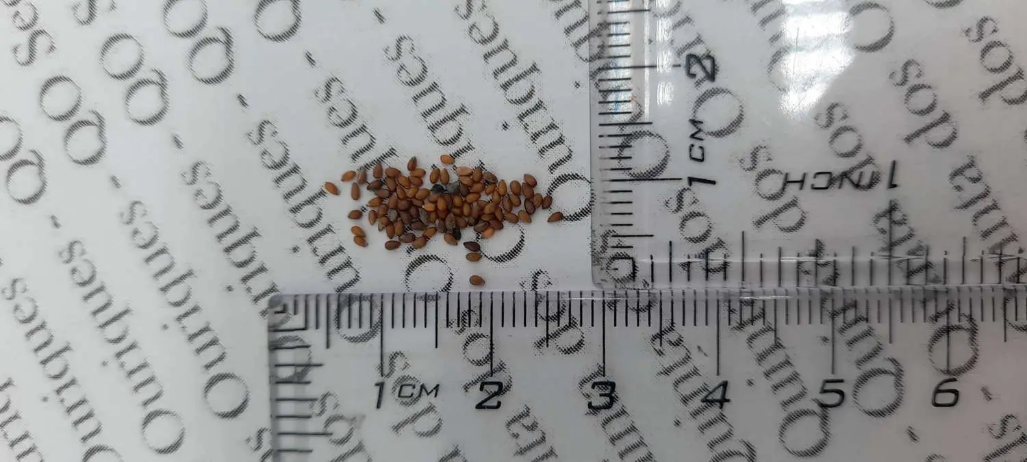 Viola cornuta 'Johnny Jump-Up' - Violet, Horned Pansy, Horned Violet - Image 8