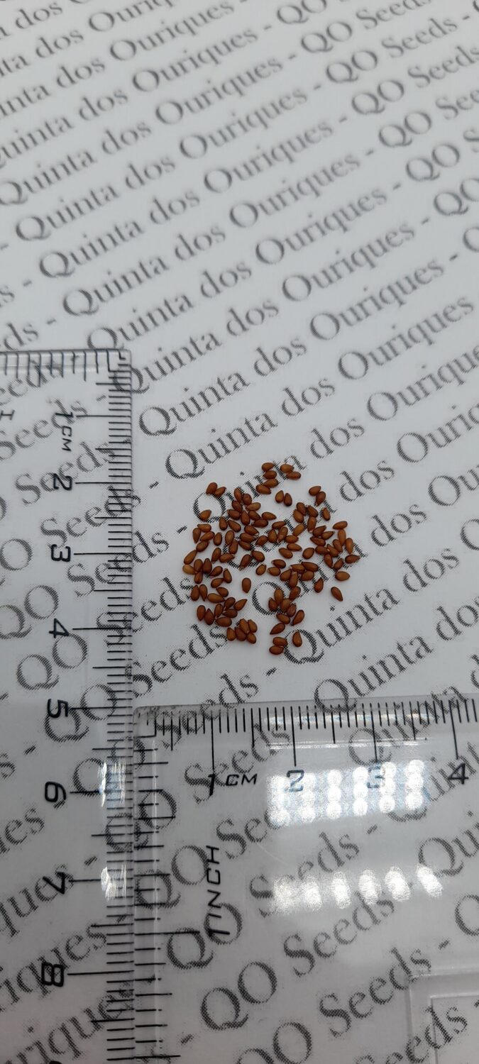 Viola x Wittrockiana ‘Clear Crystals Black’ - Perfect Love Black Crystals, Black Perfect Love - Image 9