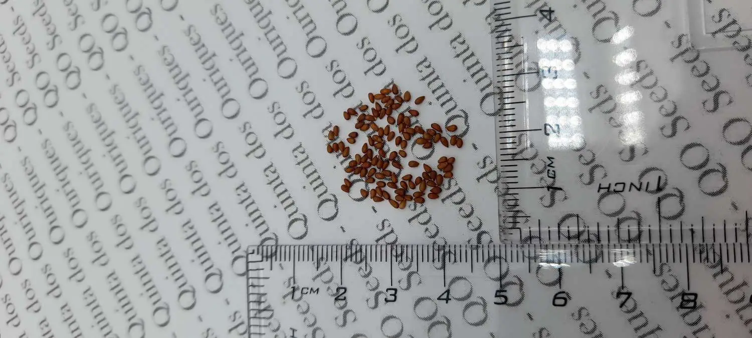 Viola x Wittrockiana ‘Clear Crystals Black’ - Perfect Love Black Crystals, Black Perfect Love - Image 9