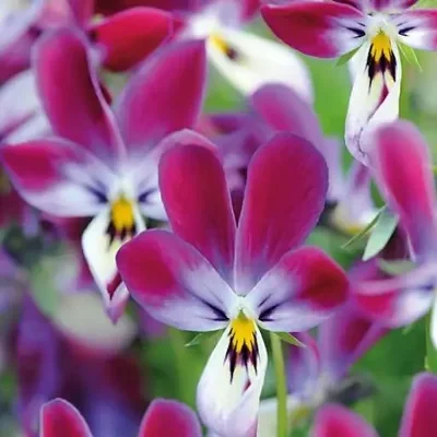 Viola wittrockiana cv. Bunny ears - Violet rabbit ears, pansy rabbit ear, viola rabbit ears