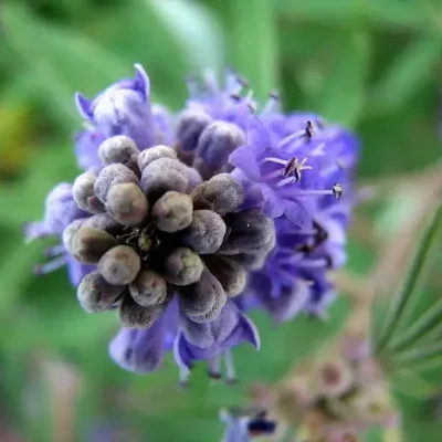 Vitex agnus-castus - Tree of chaste