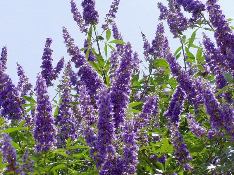 Vitex agnus-castus - Tree of chaste - Image 2
