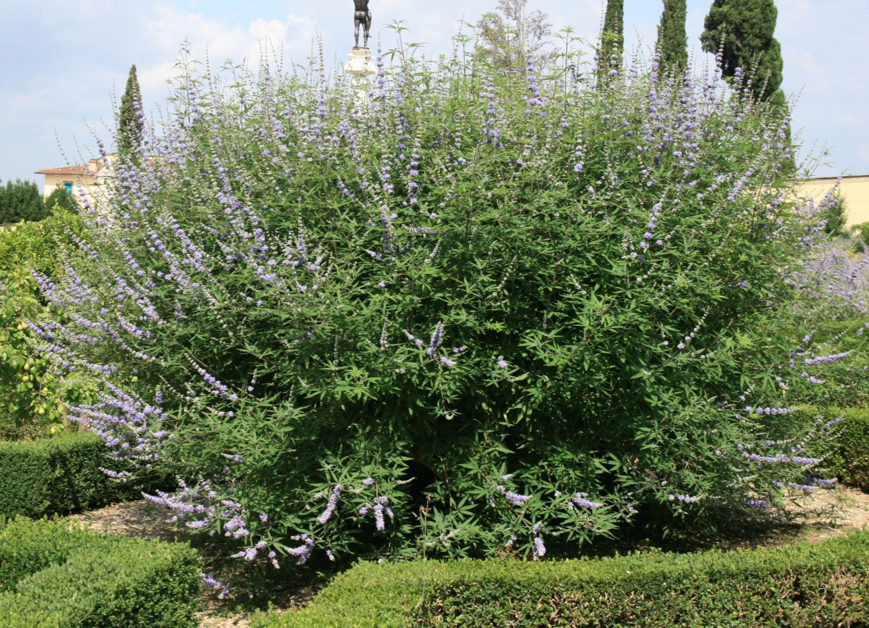 Vitex agnus-castus - Tree of chaste - Image 3