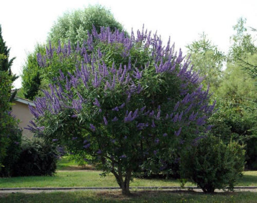 Vitex agnus-castus - Tree of chaste - Image 4