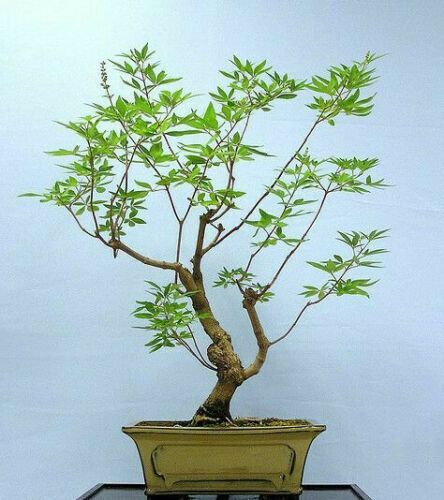 Vitex agnus-castus - Tree of chaste - Image 5