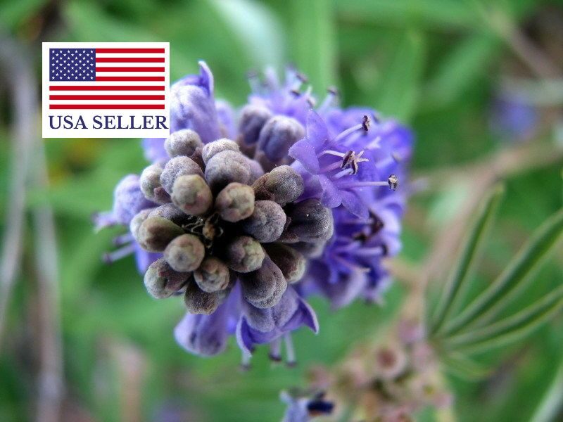 Vitex agnus-castus - Tree of chaste - Image 6