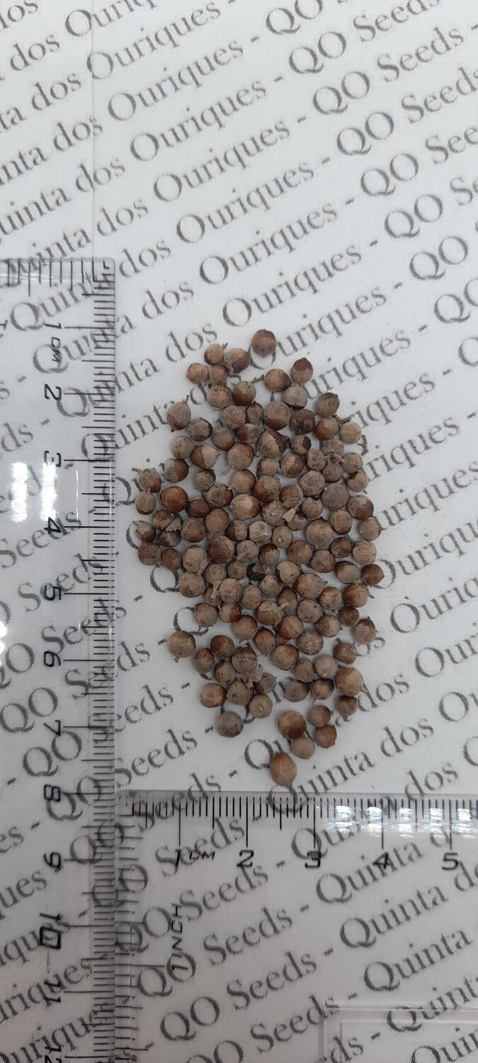 Vitex agnus-castus - Tree of chaste - Image 7