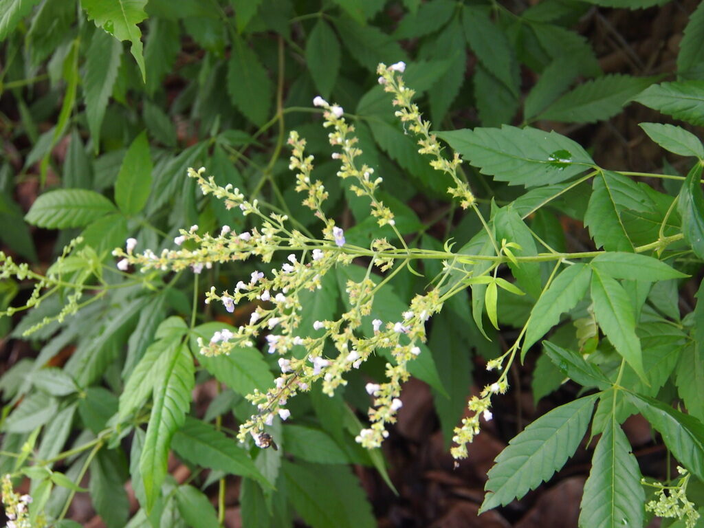 Vitex negundo - Chinese Chast Tree, Nirgundi, Five-leaved Chaste Tree, Horseshoe Vitex, Lagundi