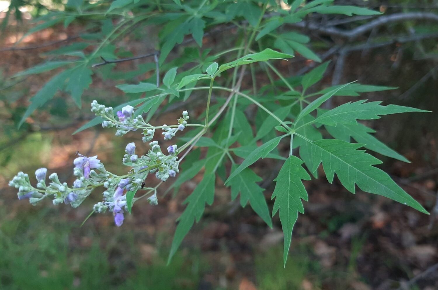 Vitex negundo - Chinese Chast Tree, Nirgundi, Five-leaved Chaste Tree, Horseshoe Vitex, Lagundi - Image 2