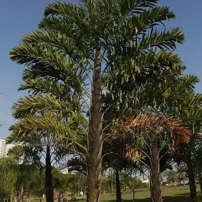 Wallichia disticha - Distichous Fishtail Palm