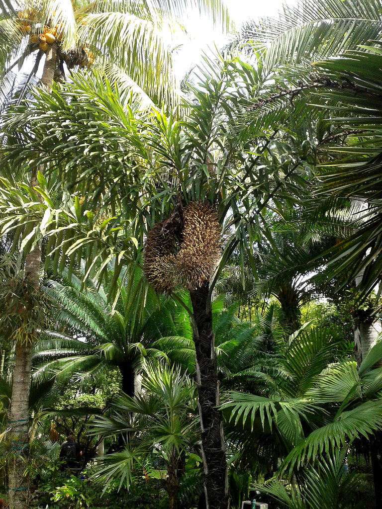 Wallichia disticha - Distichous Fishtail Palm - Image 2