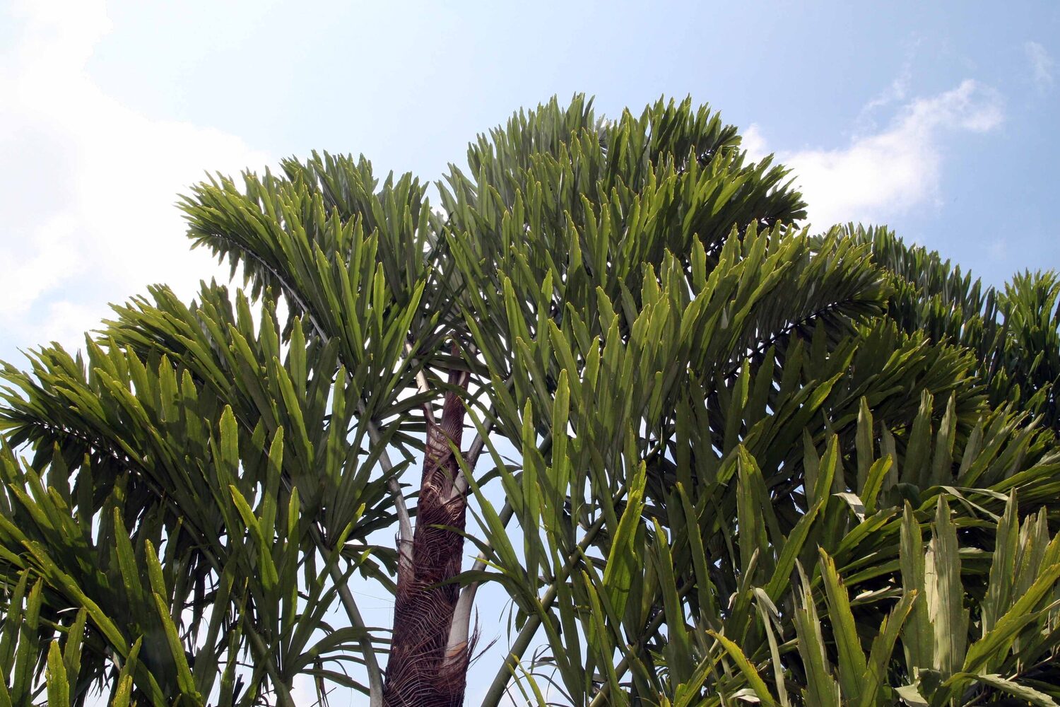 Wallichia disticha - Distichous Fishtail Palm - Image 3