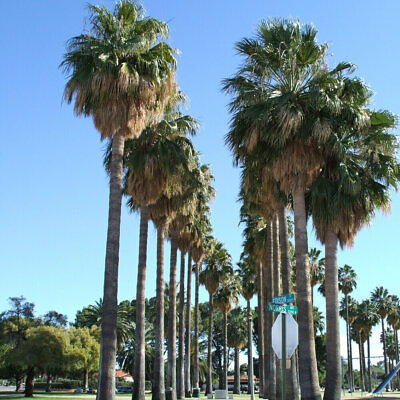 Washingtonia robusta - Sonora, Mexican Fan palm, Mexican Washingtonia, Skyduster