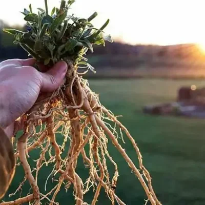 Withania somnifera - Ashwagandha, Indian Ginseng, Winter Cherry