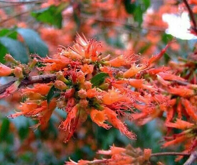 Woodfordia fruticosa - Fire Flame Bush, Dhayti