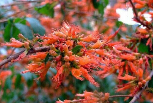 Woodfordia fruticosa - Fire Flame Bush, Dhayti