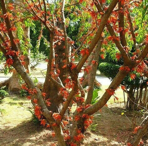 Woodfordia fruticosa - Fire Flame Bush, Dhayti - Image 2