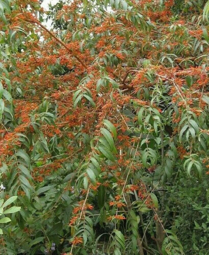 Woodfordia fruticosa - Fire Flame Bush, Dhayti - Image 5