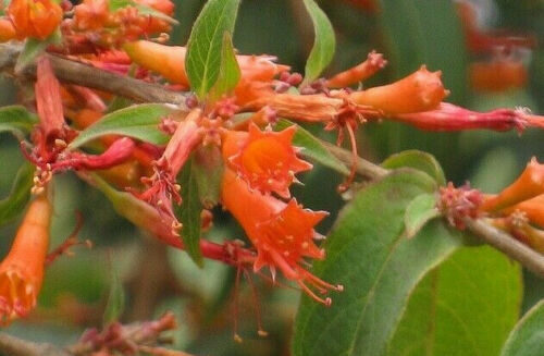 Woodfordia fruticosa - Fire Flame Bush, Dhayti - Image 6
