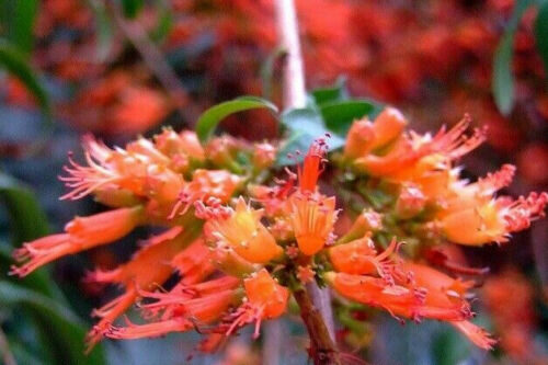 Woodfordia fruticosa - Fire Flame Bush, Dhayti - Image 7