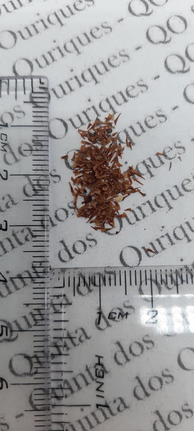 Woodfordia fruticosa - Fire Flame Bush, Dhayti - Image 9