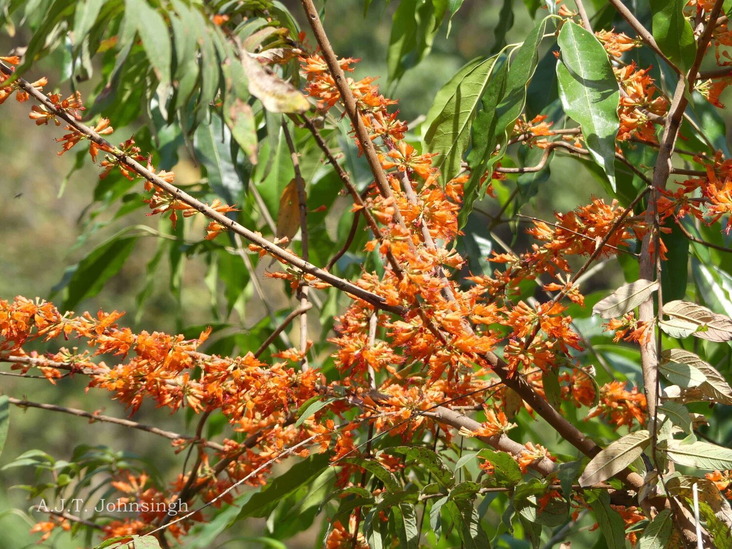 Woodfordia fruticosa - Fire Flame Bush, Dhayti - Image 11