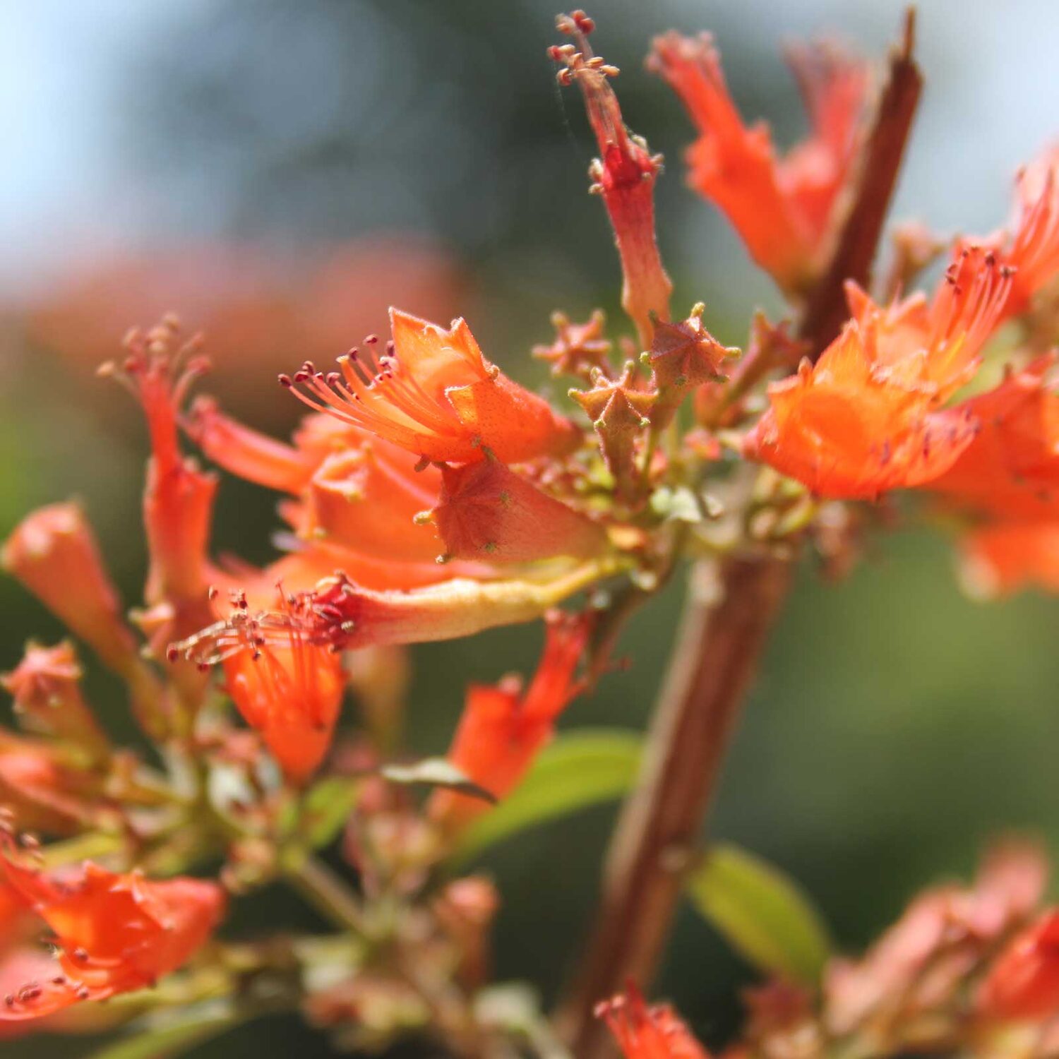Woodfordia fruticosa - Fire Flame Bush, Dhayti - Image 12
