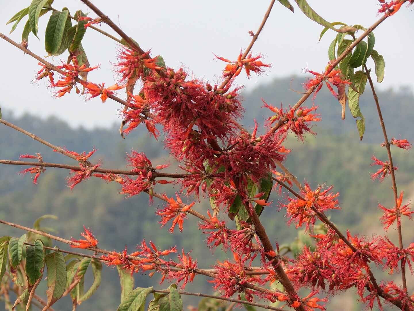Woodfordia fruticosa - Fire Flame Bush, Dhayti - Image 13