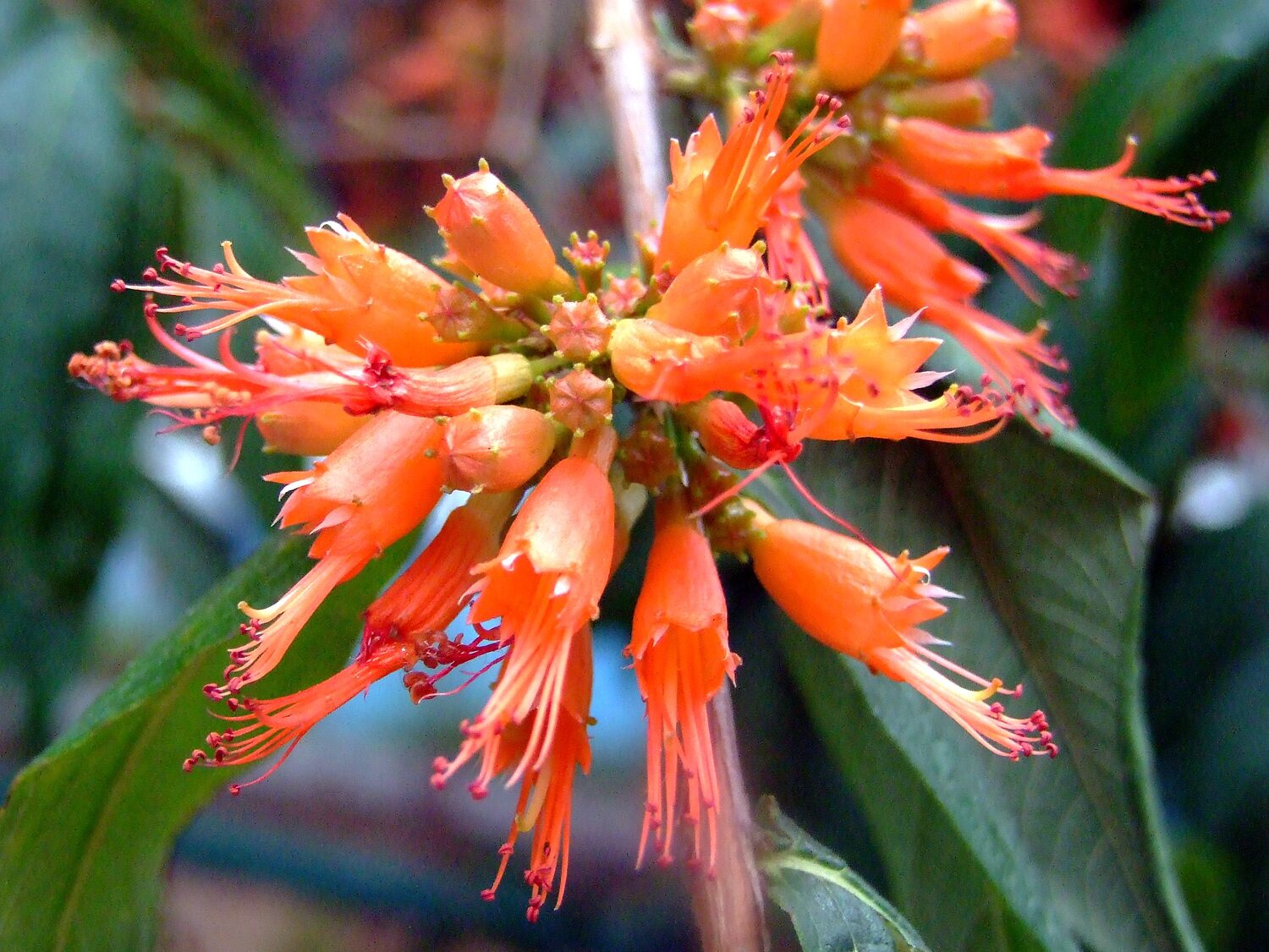 Woodfordia fruticosa - Fire Flame Bush, Dhayti - Image 14