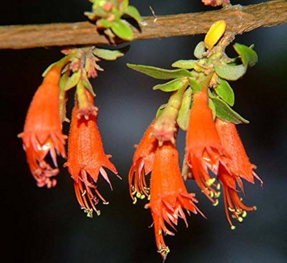 Woodfordia fruticosa - Fire Flame Bush, Dhayti - Image 15
