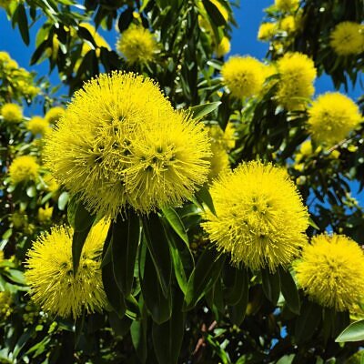 Xanthostemon chrysanthus 'Olympic Gold' - Golden Penda, Olympic Gold Penda