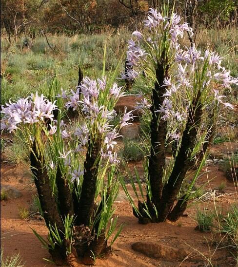 Xerophyta retinervis - Black Desert Lily, African Resurrection Plant, Resurrection Lily, Tree Xerophyta