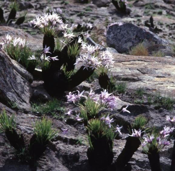 Xerophyta retinervis - Black Desert Lily, African Resurrection Plant, Resurrection Lily, Tree Xerophyta - Image 6